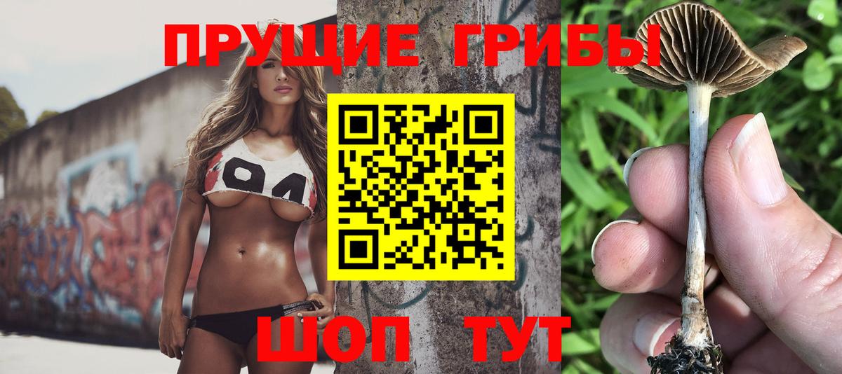 Галлюциногенные грибы Cubensis  Галлюциногенные грибы мицелий  купить наркотики цена  Новоалександровск  Вход с VPN 